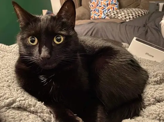 A black cat looking worried.