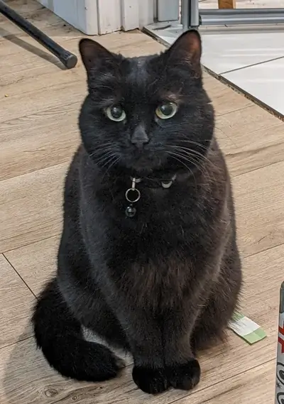 A black cat sitting on the floor.
