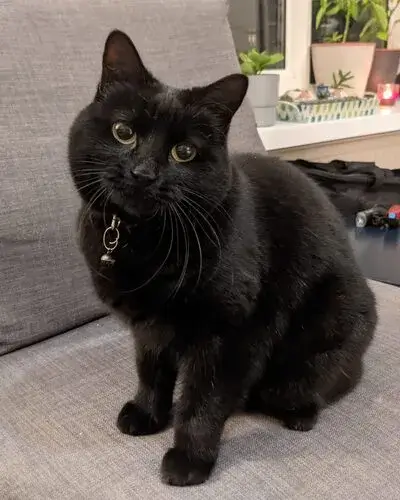 A black cat sitting on a sofa, looking into the camera.