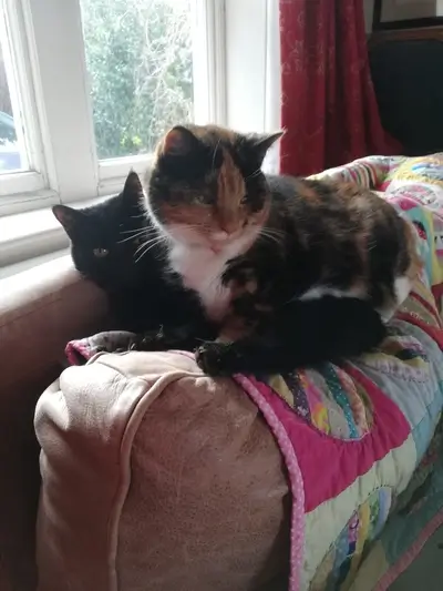 A cat sitting on top of another cat.