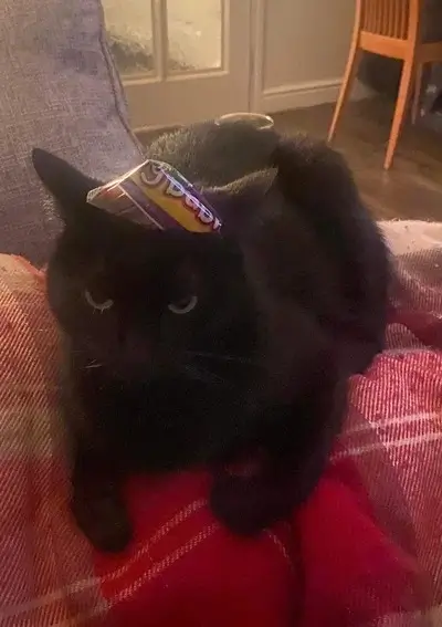 A black cat wearing a pointy hat, looking grumpy.