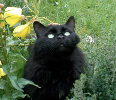 A black cat sitting on a lawn, staring towards the sky.